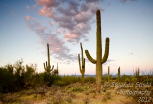 USA, Arizona, Tucson, Saguaro National Park, Saguaro cacti 