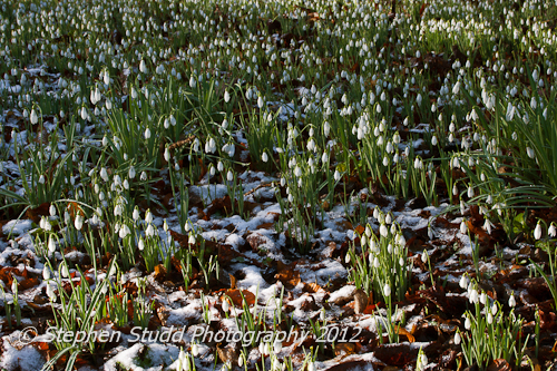 Galanthus - Snowdrops; Painswick Rococco Gardens, Gloucestershire