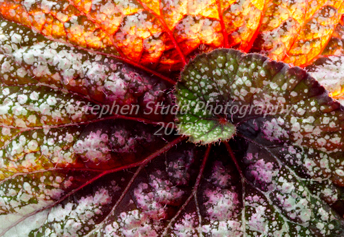 Begonia Rex L`Escargot IGPOTY Fractal Begonia commended by Stephen Studd photography
