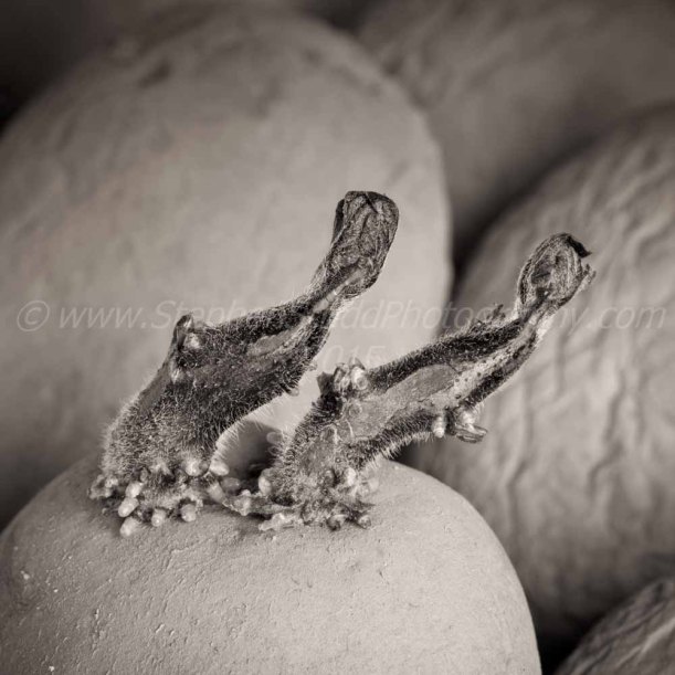 Potatoes chitting by stephen studd Photography