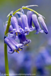 Bluebells flower photography workshop and courses in the UK England, Forest of Dean Gloucestershire digital photography holidays tours workshops holidays vacations