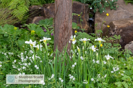 Photographer: Stephen Studd - The Resilience Garden - Iris siber