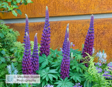Stephen Studd - Morgan Stanley Healthy Cities garden – Lupinus 'Masterpiece', and Camassia, against rusted steel wall panels - Designer Chris Beardshaw - Sponsor – Morgan Stanley - awarded gold medal