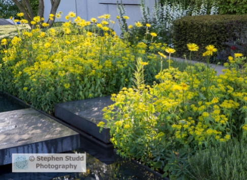 Stephen Studd - The Telegraph Garden – planting of Doronicum x excelsum 'Harpur Crewe' and Euphorbia polychroma, Papaver - water rill and concrete stepping stone Designer - Marcus Barnett - Sponsors The Telegraph - Awarded Gold medal