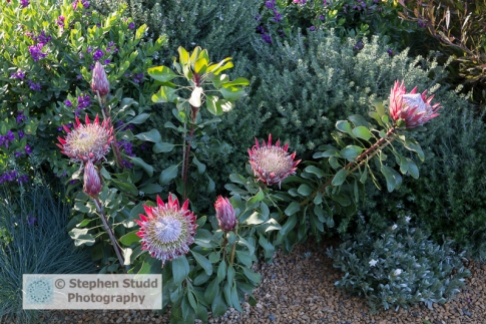 Stephen Studd - The Time in Between garden – Protea cyranoides 'Little Prince' - Designer Charlie Albone - Sponsor – Husqvarna - Gardena - awarded Silver gilt