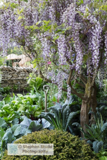 Photographer: Stephen Studd - Welcome to Yorkshire garden, Wisteria, vegetable garden with Brassica oleracea Nero di Toscana, Red cabbage, beetroot, Rainbow Chard, dry stone wall - Designer: Mark Gregory - Sponsor: Welcome to Yorkshire