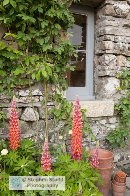 Photographer: Stephen Studd - Welcome to Yorkshire garden, view of stone bothy with old terracotta plant pots and Lupinus 'Terracotta' - Designer: Mark Gregory - Sponsor: Welcome to Yorkshire