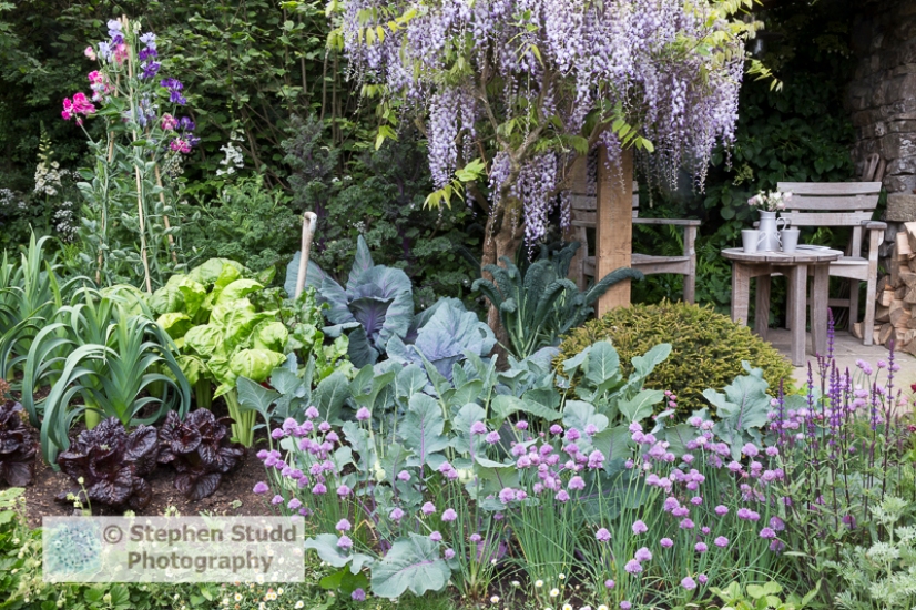 Photographer: Stephen Studd - Welcome to Yorkshire garden, view of small vegetable garden planted with red cabbage, red kale, leeks, red lettuce, kale nero di toscano, chives, small patio area with wooden tables and chairs with Wisteria and sweet peas - Designer: Mark Gregory - Sponsor: Welcome to Yorkshire