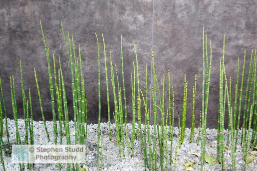 Photographer: Stephen Studd - The David Harber and Savills garden, Equisetum fluviatile - Water horsetail grown in gravel, concrete wall - Designer: Nic Howard - Sponsor: David Harber and Savills