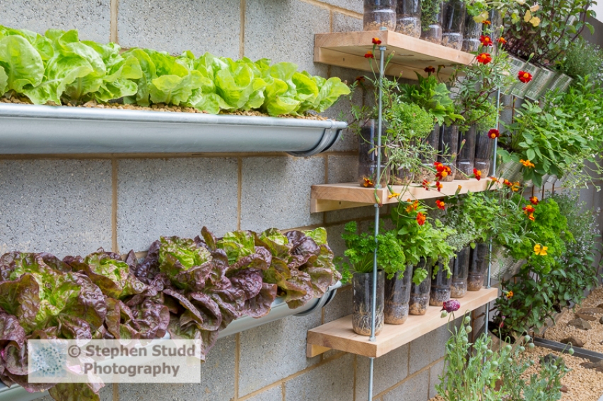 Photographer: Stephen Studd - The Lemon Tree Trust garden, vertical vegetable and herb garden, lettuce growing in old guttering, herbs grown in unusual containers, old plastic bottles and tin cans, parsley, mint, strawberries, thyme - Designer: Tom Massey - Sponsor: Lemon Tree Trust